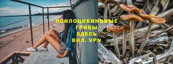 PSILOCYBIN Аркадак